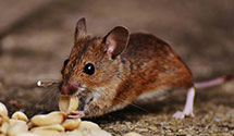 24 Hour & Emergency Exterminators in Bakersville, OH